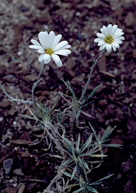 APII jpeg image of Celmisia saxifraga  © contact APII