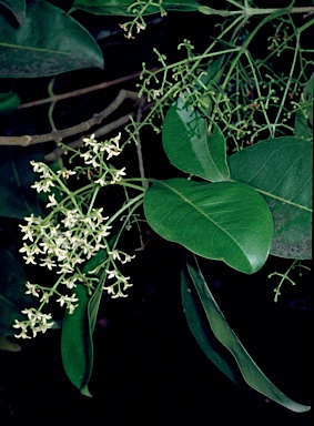 APII jpeg image of Chionanthus ramiflorus  © contact APII