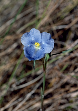 APII jpeg image of Commelina reticulata  © contact APII