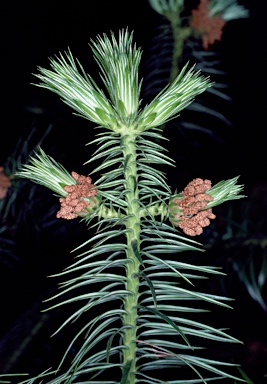 APII jpeg image of Cunninghamia lanceolata  © contact APII