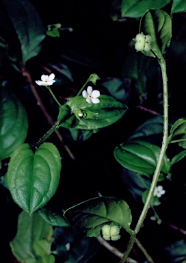 APII jpeg image of Austrocynoglossum latifolium  © contact APII