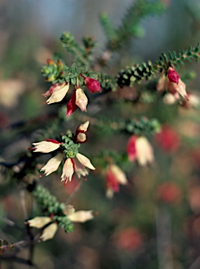 APII jpeg image of Darwinia pauciflora  © contact APII