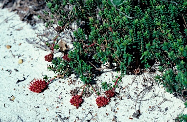 APII jpeg image of Darwinia sanguinea  © contact APII