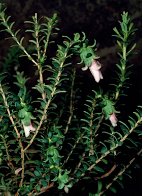 APII jpeg image of Darwinia squarrosa  © contact APII