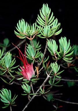 APII jpeg image of Darwinia taxifolia subsp. macrolaena  © contact APII