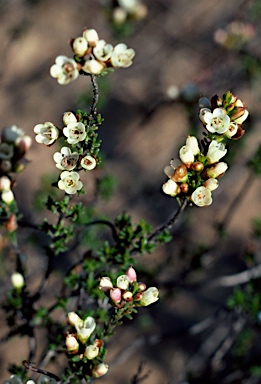 APII jpeg image of Chamelaucium pauciflorum subsp. pauciflorum  © contact APII