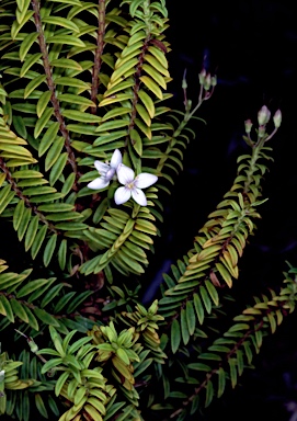 APII jpeg image of Veronica formosa  © contact APII