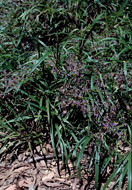 APII jpeg image of Dianella caerulea var. protensa  © contact APII