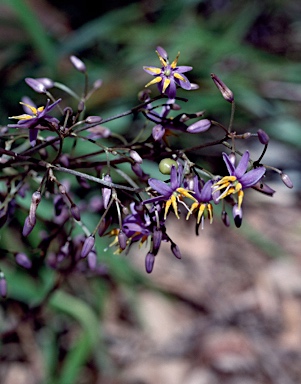 APII jpeg image of Dianella caerulea var. protensa  © contact APII