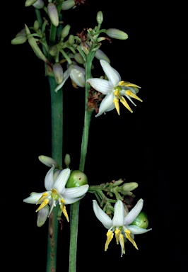 APII jpeg image of Dianella tasmanica  © contact APII