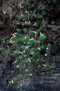 APII jpeg image of Dracophyllum secundum  © contact APII