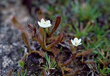 APII jpeg image of Drosera arcturi  © contact APII