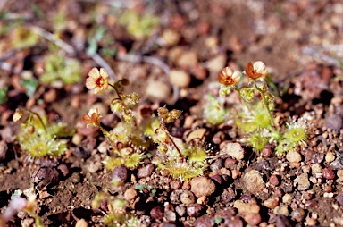 APII jpeg image of Drosera glanduligera  © contact APII