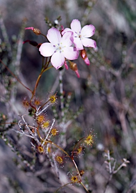 APII jpeg image of Drosera menziesii subsp. menziesii  © contact APII