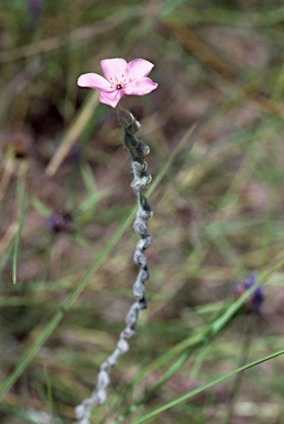 APII jpeg image of Drosera ordensis  © contact APII