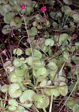 APII jpeg image of Drosera prolifera  © contact APII