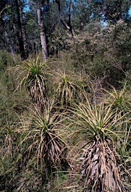 APII jpeg image of Dasypogon hookeri  © contact APII