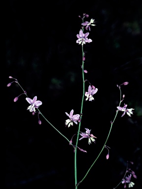 APII jpeg image of Arthropodium milleflorum  © contact APII