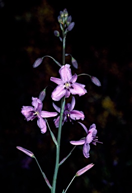 APII jpeg image of Arthropodium strictum  © contact APII