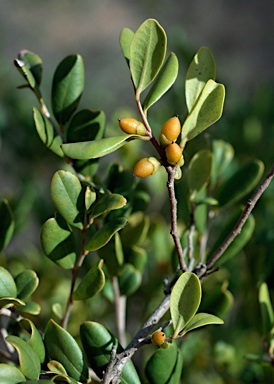 APII jpeg image of Diospyros humilis  © contact APII