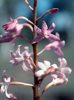 APII jpeg image of Dipodium roseum  © contact APII