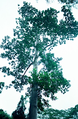 APII jpeg image of Elaeocarpus grandis  © contact APII