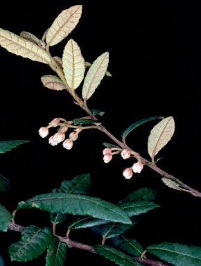 APII jpeg image of Elaeocarpus holopetalus  © contact APII