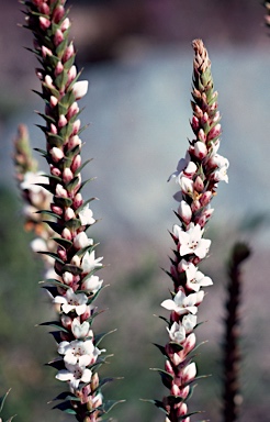APII jpeg image of Epacris breviflora  © contact APII