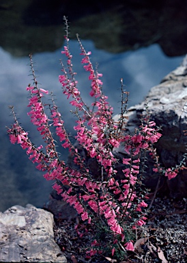 APII jpeg image of Epacris impressa  © contact APII