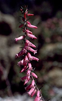 APII jpeg image of Epacris impressa 'Spring Pink'  © contact APII