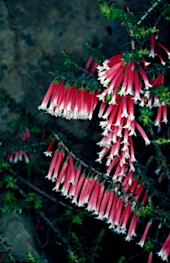 APII jpeg image of Epacris longiflora  © contact APII