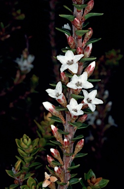 APII jpeg image of Epacris myrtifolia  © contact APII