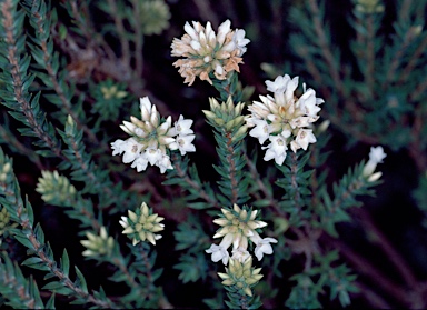 APII jpeg image of Epacris paludosa  © contact APII