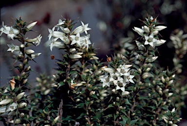 APII jpeg image of Epacris purpurascens var. onosmiflora  © contact APII