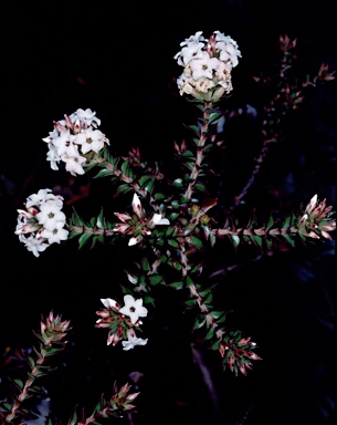 APII jpeg image of Epacris stuartii  © contact APII