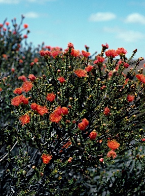 APII jpeg image of Eremaea beaufortioides var. microphylla  © contact APII