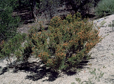 APII jpeg image of Eremaea pauciflora var. pauciflora  © contact APII