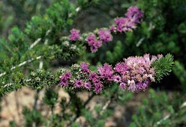 APII jpeg image of Eremaea violacea subsp. raphiophylla  © contact APII