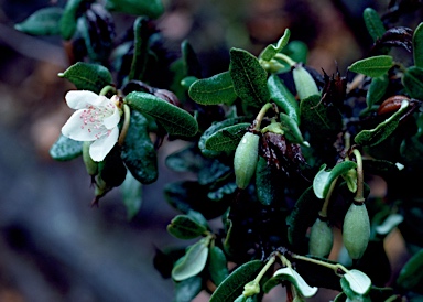 APII jpeg image of Eucryphia lucida  © contact APII