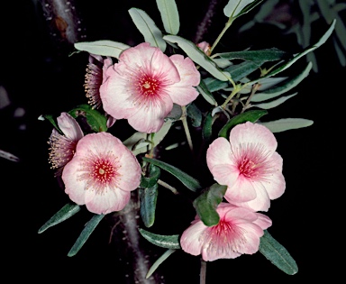 APII jpeg image of Eucryphia lucida 'Ballerina'  © contact APII