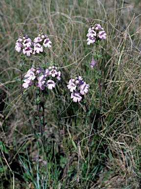 APII jpeg image of Euphrasia collina subsp. speciosa  © contact APII