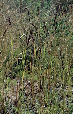 APII jpeg image of Echinochloa turneriana  © contact APII