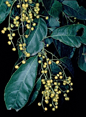 APII jpeg image of Ehretia acuminata var. acuminata  © contact APII