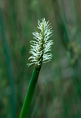 APII jpeg image of Eleocharis sphacelata  © contact APII