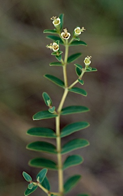 APII jpeg image of Euphorbia coghlanii  © contact APII