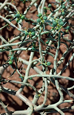 APII jpeg image of Euphorbia parvicaruncula  © contact APII