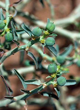APII jpeg image of Euphorbia parvicaruncula  © contact APII