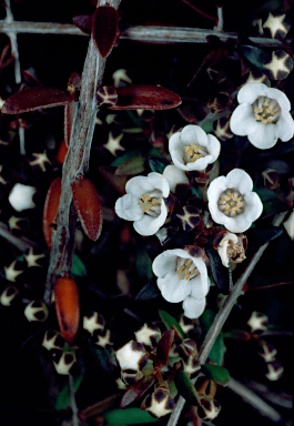APII jpeg image of Euryomyrtus ramosissima subsp. ramosissima  © contact APII