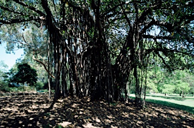 APII jpeg image of Ficus macrophylla f. columnaris  © contact APII