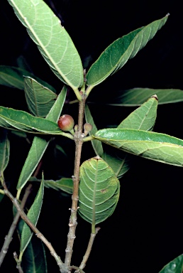 APII jpeg image of Ficus opposita var. opposita  © contact APII